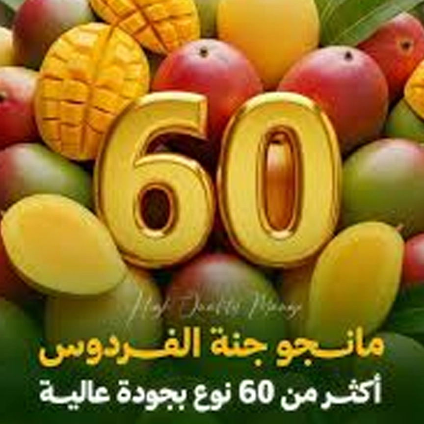 بيت المصدر اليمني promo